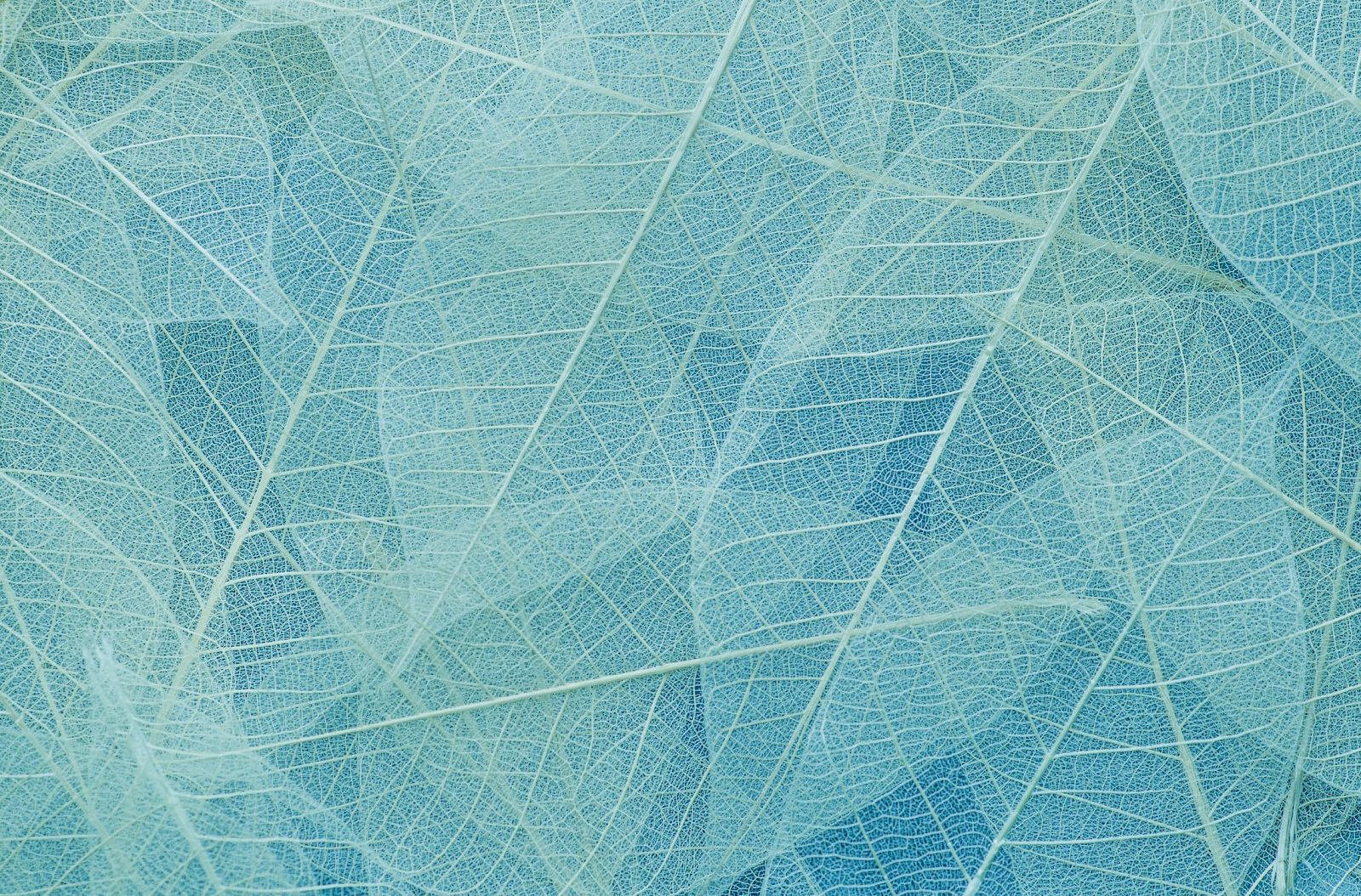 The image shows a textured pattern of translucent leaves in shades of blue, with visible veins creating an intricate design.